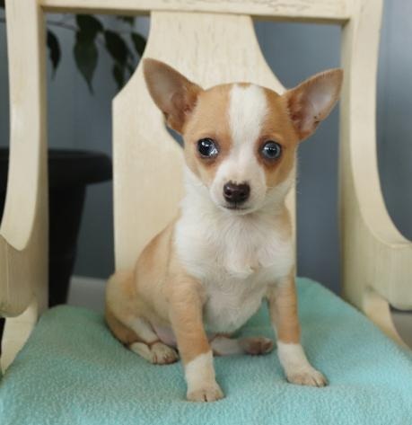 C.K.C MALE AND FEMALE CHIHUAHUA PUPPIES AVAILABLE Image eClassifieds4u