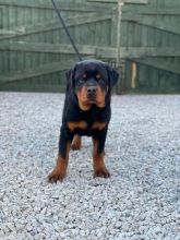 12 weeks old Rottweiler Puppies for Adoption Image eClassifieds4u 2