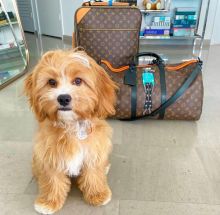 Cute Lovely cavapoo Puppies male and female for adoption Image eClassifieds4U