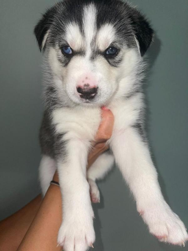 male and female siberian husky puppies contact us at karenjason915@gmail.com Image eClassifieds4u