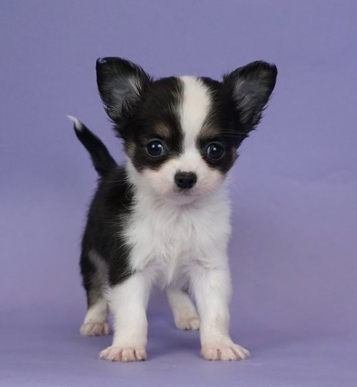 Lovely Chihuahua Puppies available For Adoption [shaneltinsley@gmail.com or (951) 430-2313] Image eClassifieds4u
