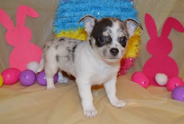 Lovely Chihuahua Puppies available For Adoption [shaneltinsley@gmail.com or (951) 430-2313] Image eClassifieds4u