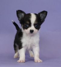 Lovely Chihuahua Puppies available For Adoption [shaneltinsley@gmail.com or (951) 430-2313]