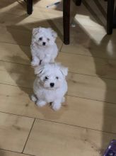 Beautiful Tiny Maltese Puppies !! Text us at (908) 516-8653)