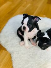 Boston Terrier For Caring Home Text us at (908) 516-8653)