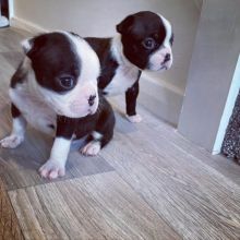 Boston Terrier Pup For Sale Text us at (908) 516-8653)