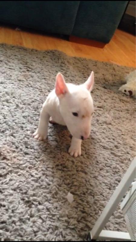 Beautiful English Bull Terrier Puppies Text us at (908) 516-8653) Image eClassifieds4u