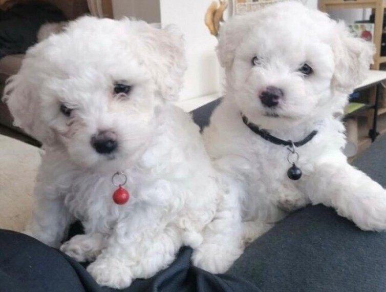 Bichon Frise Puppies For Sale Text us at (908) 516-8653) Image eClassifieds4u