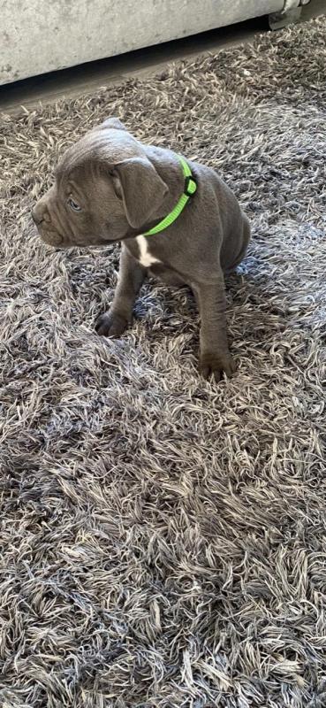 CKc Staffordshire Bull Terriers Pups Image eClassifieds4u