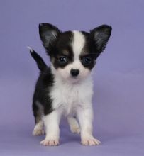 Lovely Chihuahua Puppies available For Adoption [shaneltinsley@gmail.com or (951) 430-2313] Image eClassifieds4u 1