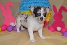 Lovely Chihuahua Puppies available For Adoption [shaneltinsley@gmail.com or (951) 430-2313] Image eClassifieds4u 2