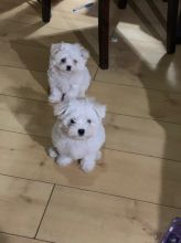 Beautiful Tiny Maltese Puppies !! Text us at (908) 516-8653) Image eClassifieds4U