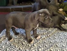 Bloodline Staffordshire Bull Terrier Pups Image eClassifieds4u 4