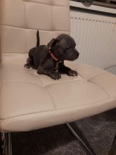 Blue Staffordshire Bull Terriers Image eClassifieds4u 4