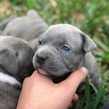 cute and amazing Bluenose Puppies ready for their new home