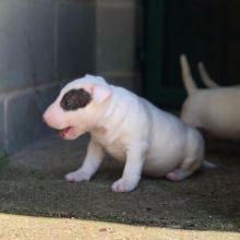 Beautiful Dachshund Puppies ready for adoption Image eClassifieds4u 2