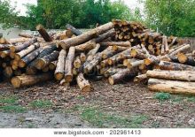 Buy WOOD PRODUCTS, Charcoal,Dry-Firewood,Fine Quality Pine logs Image eClassifieds4u 2
