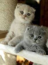 Adorable males and females Scottish Fold Kittens