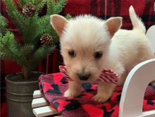 I have a male and female Scottish Terrier puppies,