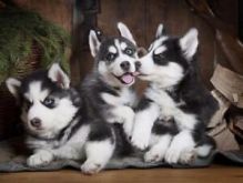 AKC Registered Purebred Siberian Husky Pups ( +1(310) 427-1129 )