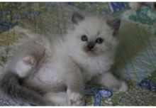 Beautiful Rag doll Kittens Available