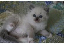 Beautiful Rag doll Kittens Available Image eClassifieds4U