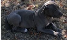 Pitbulls for sale Image eClassifieds4u 1