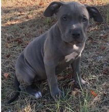 Pitbulls for sale Image eClassifieds4u 2