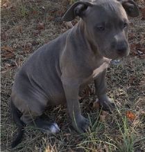 Pitbulls for sale Image eClassifieds4u 3