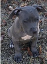 Pitbulls for sale Image eClassifieds4u 4