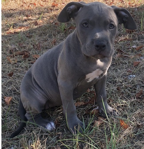 Pitbulls for sale Image eClassifieds4u