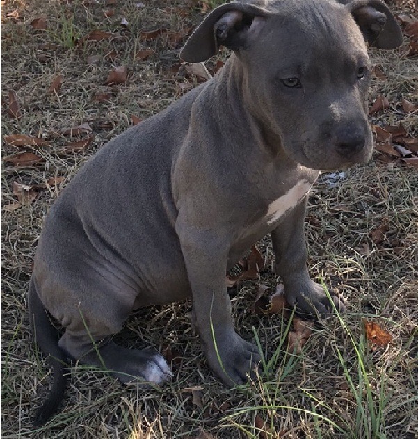 Pitbulls for sale Image eClassifieds4u