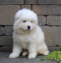 Top quality Samoyed Puppies Available