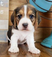 Tri color beagle puppies availabl