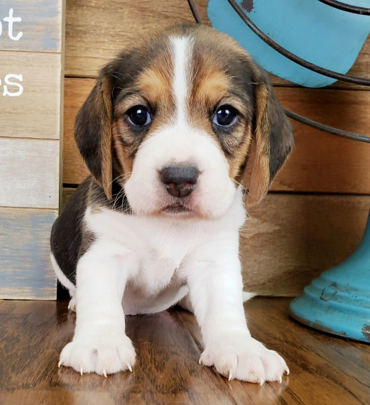 Tri color beagle puppies availabl Image eClassifieds4u