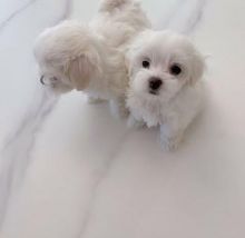 ***3 months Miniture Bolognese Puppies ****