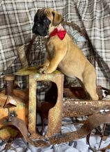 (951) 430-2313 or shaneltinsley@gmail.com Bullmastiff