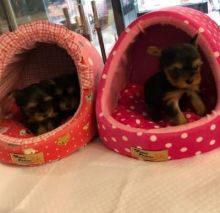 Adorable Female and Male Tea Cup Yorkie Puppy Available
