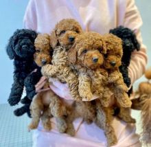 Adorable male and female poodle puppies