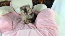 Adorable Pedigree Pomeranian Puppies (951) 430-2313 or shaneltinsley@gmail.com