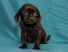 Affordable Puggle Puppies Available (951) 430-2313 or shaneltinsley@gmail.com