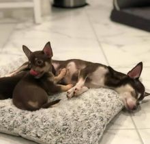 Beutifull Chihuahua Puppies for Rehoming