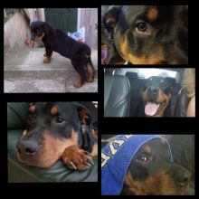 champion sired Rottweiler puppies