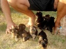 Charming CKC T-Cup Yorkie puppies
