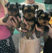 Charming Teacup Yorkie Pups (951) 430-2313 or shaneltinsley@gmail.com