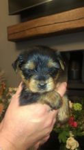 Cute And Adorable Teacup Yorkie Puppies For Free Adoption (951) 430-2313 or shaneltinsley@gmail.com