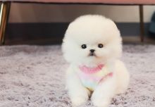 Cute Pomeranian Puppies for addoption (951) 430-2313 or shaneltinsley@gmail.com