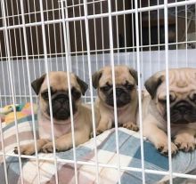 Cute Pug Puppies for Adoption