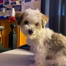 FANTASTIC MORKIE PUPPIES FOR SALE