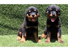 Female AND Male Rottweiler Puppy